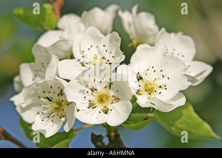 Fiori di un albero di pera Foto Stock