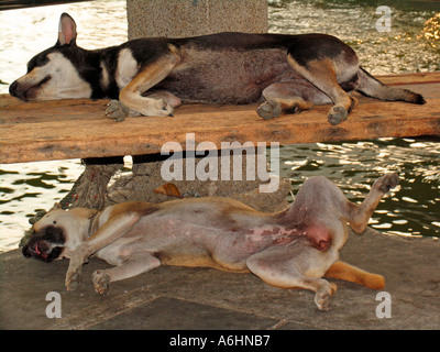 Due cani sleeping molo centrale sul Fiume Chao Phraya Saphan Thaksin Bangkok in Thailandia Foto Stock