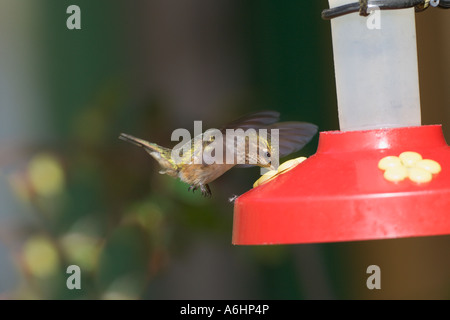 Vulcano Hummingbird Selasphorus flammula alimentazione femmina in corrispondenza di un alimentatore sul parafango Foto Stock