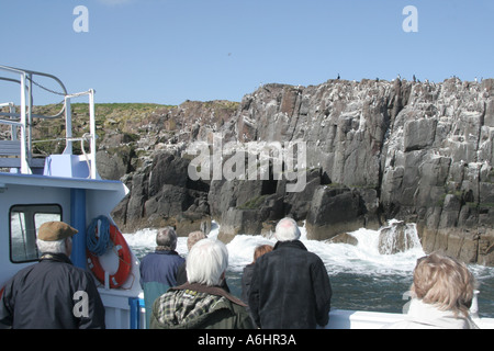Alzarmi vicino con gli uccelli su una crociera da Seahouses a farne le isole Foto Stock