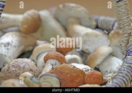 Fresco di funghi raccolti (Boletus edulis, Boletus testaceoscaber) in un cestello Foto Stock