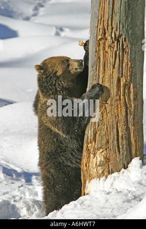 L'orso bruno (Ursus arctos) è in piedi di fronte a un tronco morto al frumento i suoi artigli, Game Reserve, Foresta Bavarese, Germania Foto Stock