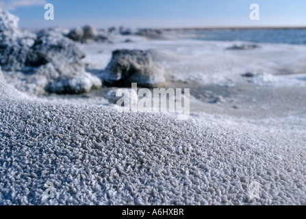 CHL Cile 02 2003 Lago di sale Laguna Cejasin il cileno highlands in primo piano dei cristalli di sale Foto Stock