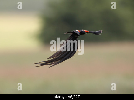 Lunga coda di vedova (Euplectes progne) volo display Foto Stock