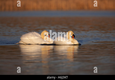 Cigno (Cygnus olor) Foto Stock