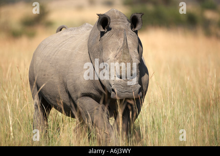 Bianco, con imboccatura ampia o piazza a labbro rinoceronte (Ceratotherium simum) Foto Stock