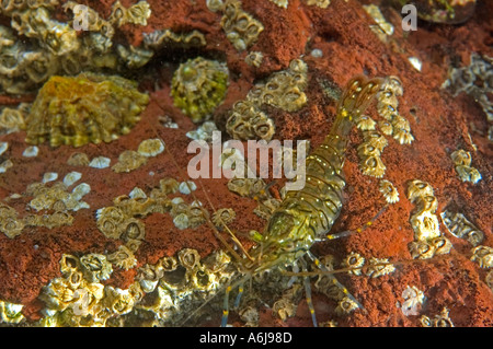 Gamberi comune (Palaemon serratus) con cirripedi e patelle, subacquea in St Brides Bay, Pembrokeshire, West Wales, Regno Unito Foto Stock