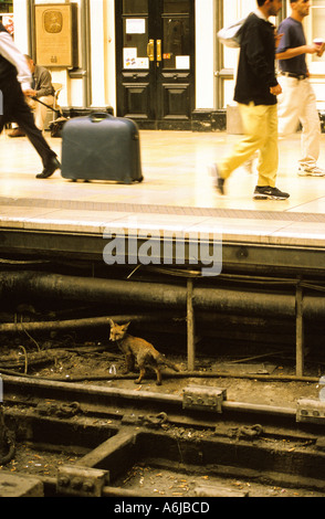 Urban red fox cub vicino a den in corrispondenza della piattaforma uno a Londra s la stazione di Paddington e i passeggeri a piedi da meno thana metro Urban volpi Foto Stock