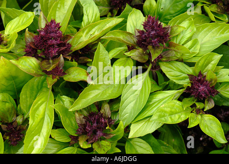 Il basilico (Ocimum basilicum), varietà: Siam Queen Foto Stock