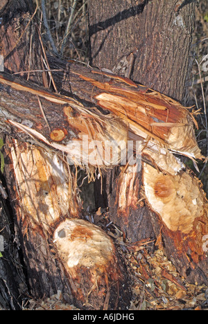 Castoro europeo (Castor fiber), alimentando le tracce Foto Stock