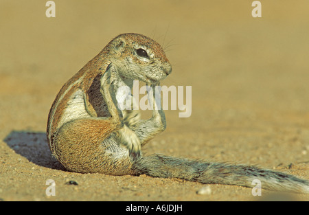 Massa del capo scoiattolo (Xerus inauris), seduta femmina Foto Stock