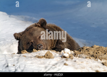 Unione l'orso bruno (Ursus arctos) sulla neve Foto Stock