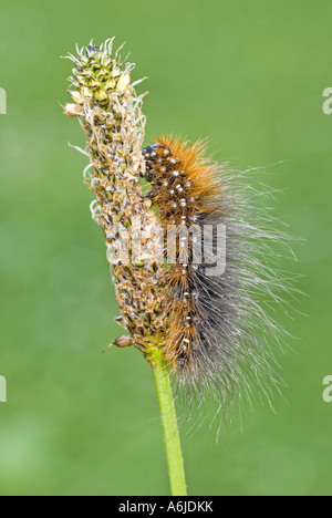 Giardino Tiger Moth (Arctia caja), Caterpillar (Lanosi Bear) sulla levetta di fioritura Foto Stock