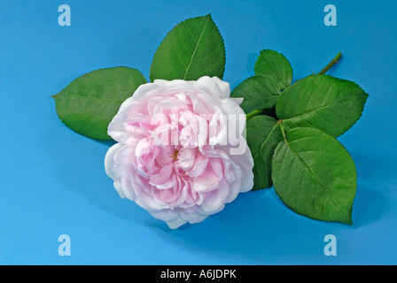 Il cavolo è salito, Provenza rosa (rosa centifolia x), fiore, utilizzati per la produzione di essenze di profumo Foto Stock