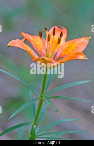 Fire Lily, Giglio Rosso (Lilium bulbiferum), fiore Foto Stock