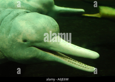 Amazon delfini di fiume, Bouto, Boutu (geoffrensis Inia), ritratto Foto Stock