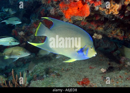 Scena sulla barriera corallina con BLUE ANGELFISH Holacanthus tricolore in Florida. Foto Stock