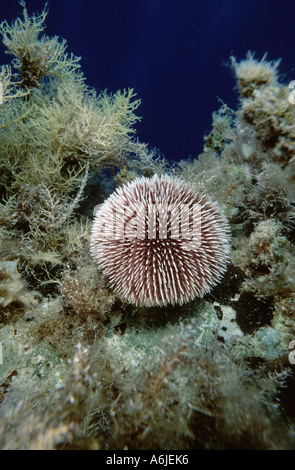 Cuore viola urchin (Spatangus purpureus), Grecia, Creta Foto Stock