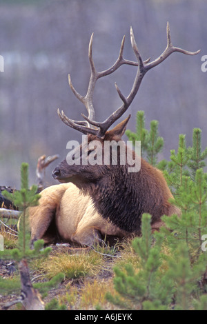 Elk, Wapiti (Cervus elaphus nelsoni, Cervus canadensis), maschio di appoggio Foto Stock