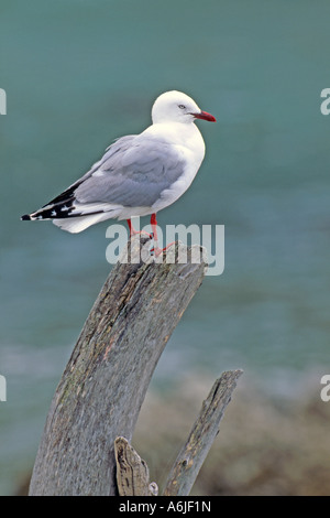Gabbiano argento (Larus novaehollandiae, Chroicocephalus novaehollandiae) appollaiato sul post Foto Stock