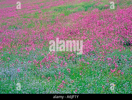 Red Campion (Silene dioica) e legno non ti scordar di me (Myosotis sylvatica) su un prato fiorito Foto Stock