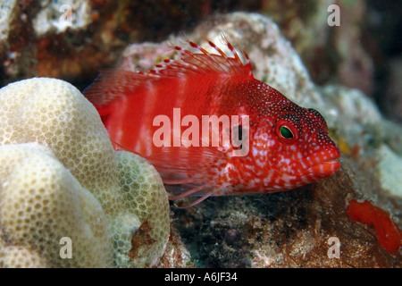 La redbar hawkfish Cirrhitops fasciatus è trovato solo in Giappone Mauritius Madagascar e Hawaii dove è molto comune Foto Stock