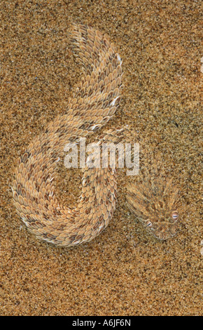 Peringueys sommatore (Bitis peringueyi) passi strisciati nella sabbia Foto Stock