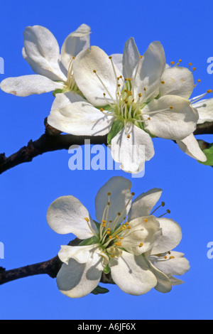 Damson Damasco prugna, Susino (Prunus domestica domestica), fiori Foto Stock