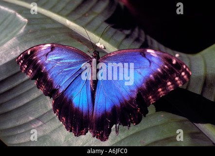 Primo piano di una America centrale morpho blu farfalla posata su una foglia di un arbusto tropicale o albero Foto Stock