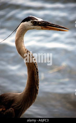 In prossimità di un grande airone cenerino in piedi sull'oceano sulla costa occidentale della Florida in close up Foto Stock