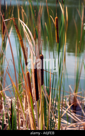 Cattails Typha latifolia che si innalzano al di fuori dell'acqua accanto ad un laghetto in Florida colpo verticale Foto Stock
