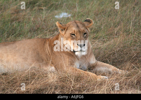 Lion giacente in erba dei Masai Mara, Safari, Kenya, Africa Foto Stock