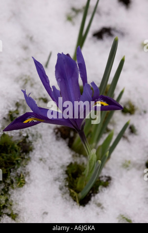 Iris nana nella neve Foto Stock