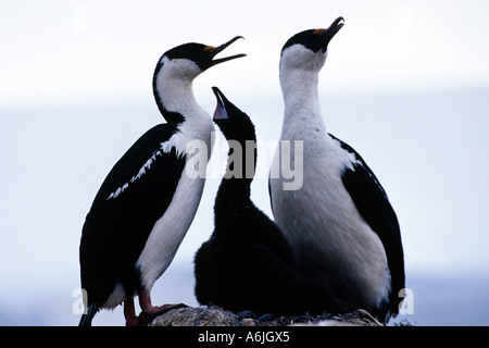 Il bleu-eyed cormorano (Phalacrocorax atriceps), genitori con un giovane nel nido, Antartide Foto Stock