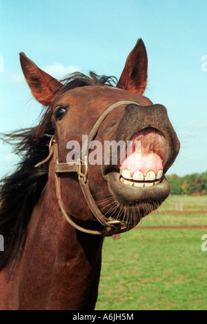 Un cavallo neighing Foto Stock