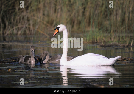 Cigno Cygnus olor con uccelli giovani chiamati cygnets Foto Stock