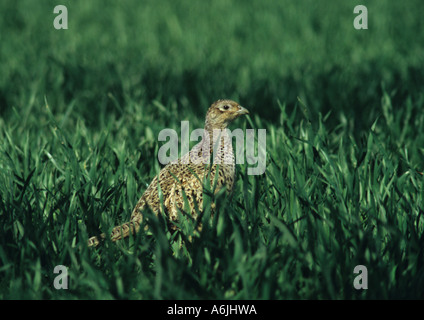 Gallina Fagiana (Phasianus colchicus) nel Regno Unito Foto Stock