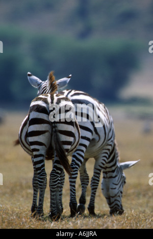 Zebra comune (Equus quagga), due animali in piedi uno dopo l'altro, Tanzania Ngorongoro Conservation Area Foto Stock