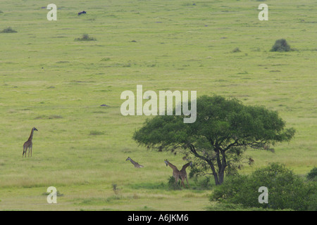Masai giraffe (Giraffa camelopardalis tippelskirchi), sotto il camel spine, Tanzania Foto Stock