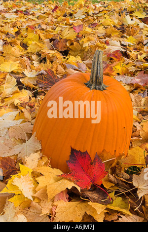 La Zucca in campo di caduto foglie d'acero Foto Stock