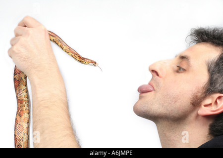 Il mais snake (Elaphe guttata), l'uomo e il serpente lambencing ogni altro Foto Stock