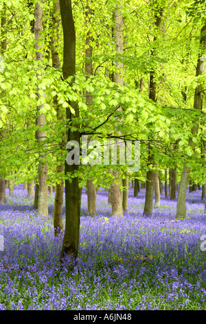 In legno di faggio con tappeto di bluebells Ringshall Hertfordshire Inghilterra Foto Stock