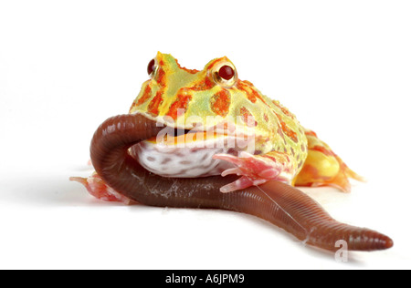 Argentina rana cornuta, pacman rana, nightcrawler, cingolo di notte, ornato di rana cornuta, ornati cornuto toad, escuerzo (Ceratophrys Foto Stock