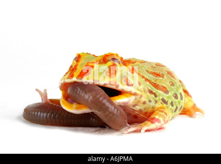 Argentina rana cornuta, pacman rana, nightcrawler, cingolo di notte, ornato di rana cornuta, ornati cornuto toad, escuerzo (Ceratophrys Foto Stock