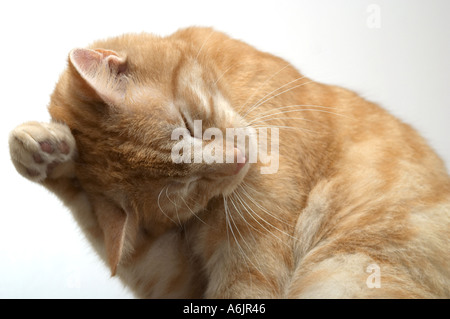 Maschio adulto Ginger cat (felis catus) toelettatura lavando le sue orecchie con la sua zampata Foto Stock