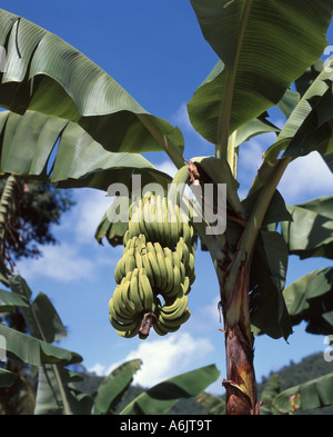 Frutti pendenti su piante di banana in piantagione, St.Lucia, dei Caraibi Foto Stock