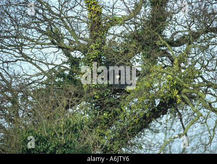 Il barbagianni in Manmade Birdbox (Tyto alba) nel Regno Unito Foto Stock