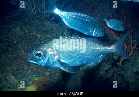 Orate spagnolo, spagnolo dentice, ascellari breme, ascellari Occhialone (Pagellus acarne) Foto Stock