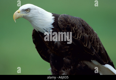 Aquila calva Haliaeetus leucocephalus USA Foto Stock