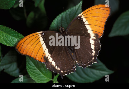 Epaphus Spiroeta Butterfly Bamboo marrone pagina America Centrale Foto Stock